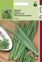 Hortitops Bieslook Grove Allium Fistulosum