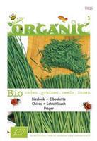 Buzzy Bieslook Allium fistulosum Prager - Kruidenzaden - 0,4Â gram