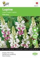 Buzzy Lupinus Rose laag Pink Ferry Tuinplus