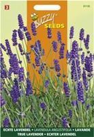 Buzzy Lavendel Lavandula officinalis