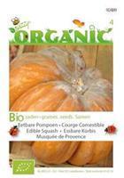 Buzzy Pompoen Musquee de Provence Cucurbita moschata - Groentezaden - 25Â gram