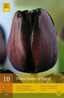 Jub Tulp queen of night 10 bollen