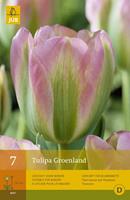 Jub Tulp groenland 7 bollen