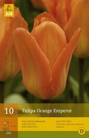 Jub Tulp orange emperor 10 bollen
