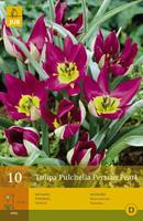 Tom-Garten Wild-Tulpe Persian Pearl