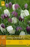 Jub Fritillaria meleagris mixkievitseitjes