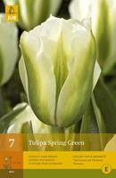Tom-Garten Viridiflora Tulpe Spring Green