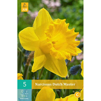 Narcissus Dutch Mastertrompetnarcis