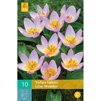 Tulipa bakeri Lilac Wonderbotanische tulp