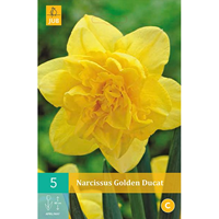 Narcis golden ducat 5 bollen