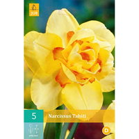 Narcissus Tahitidubbelbloemige narcis