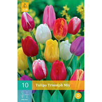 Tulipa Triumph mix triumph tulp