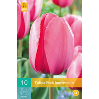Tulp pink Impression 10 bollen