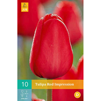 Tulp Red Impression 10 bollen