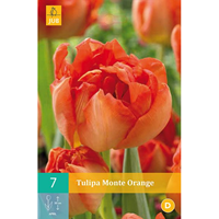Tulipa Monte Orangedubbelvroege tulp