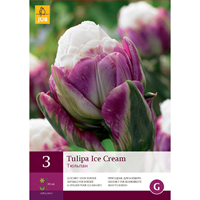 Tulipa Ice CreamTulp dubbellaat