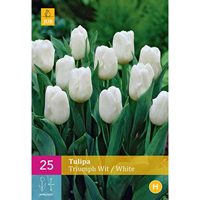 Tulipa Triumph wittriumph tulp