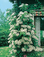 Hydrangea Petiolaris wit (Klim Hortensia)