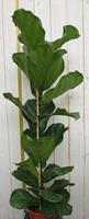 Warentuin Kamerplant groot Ficus lyrata 100 cm