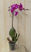 Warentuin Vlinderorchidee Luxe Tak roze 80 cm 