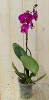 Warentuin Vlinderorchidee Tak roze 60 cm 