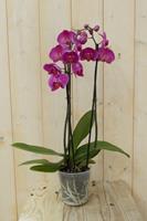Warentuin Vlinderorchidee Twee Takken roze 60 cm 