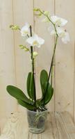 Warentuin Vlinderorchidee Twee Takken wit 60 cm 