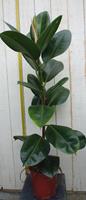 Warentuin Kamerplant Ficus elastica robusta 80 cm