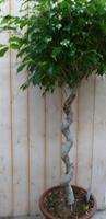Warentuin Natuurlijk Ficus Spiraal 120 cm