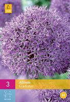 Allium gladiator 5 bollen