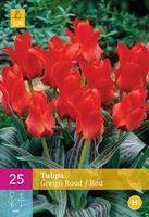 Tom-Garten Greigii-Tulpe rot