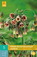 Allium nectaroscordum siculum 5 bollen