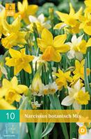 Narcis botanisch mix 10 bollen