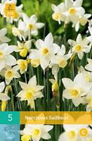 Narcissus Sailboatbotanische narcis