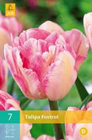 Tulipa Foxtrotdubbelvroege tulp
