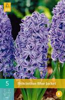 Hyacint Blue Jackethyancint