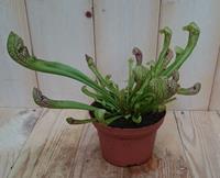 Warentuin 3 stuks! Vleesetende plant Trompetbekerplant Dionaea