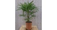 Winterharde Palmboom stamhoogte 20 cm en hoogte 110 cm Warentuin Natuurlijk