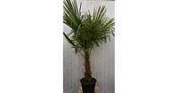 Winterharde Palmboom stamhoogte 50 cm en hoogte 180 cm Warentuin Natuurlijk