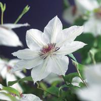 Vanderstarre Witte bosrank (Clematis "Miss Bateman") klimplant