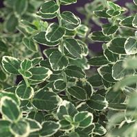 Vanderstarre Grootbladige kardinaalsmuts (Euonymus fortunei "Emerald Gaiety") klimplant