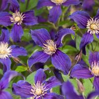 Vanderstarre Blauwe bosrank (Clematis "SoMany® Blue Flowers" PBR) klimplant