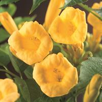 Vanderstarre Gele trompetbloem (Campsis radicans "Flavaâ€) klimplant