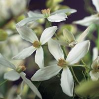 Vanderstarre Witte bosrank (Clematis "Armandiiâ€) klimplant