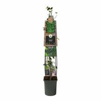 Plantenwinkel.nl Ierse klimop (Hedera hibernica) klimplant - 120 cm - 1 stuks