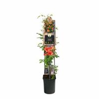 Plantenwinkel.nl Oranje trompetbloem (Campsis tagliabuana "Madame Galen") klimplant - 120 cm - 1 stuks