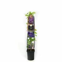 Plantenwinkel.nl Paarse bosrank (Clematis "Jackmanii") klimplant - 120 cm - 1 stuks