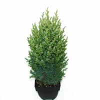 Plantenwinkel.nl Chinese jeneverbes (Juniperus Chinensis "Stricta") conifeer