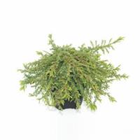 Plantenwinkel.nl Jeneverbes (Juniperus communis "Green Carpet") conifeer