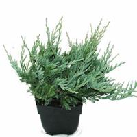 Plantenwinkel.nl Kruipende jeneverbes (Juniperus horizontalis "Blue Chip") conifeer